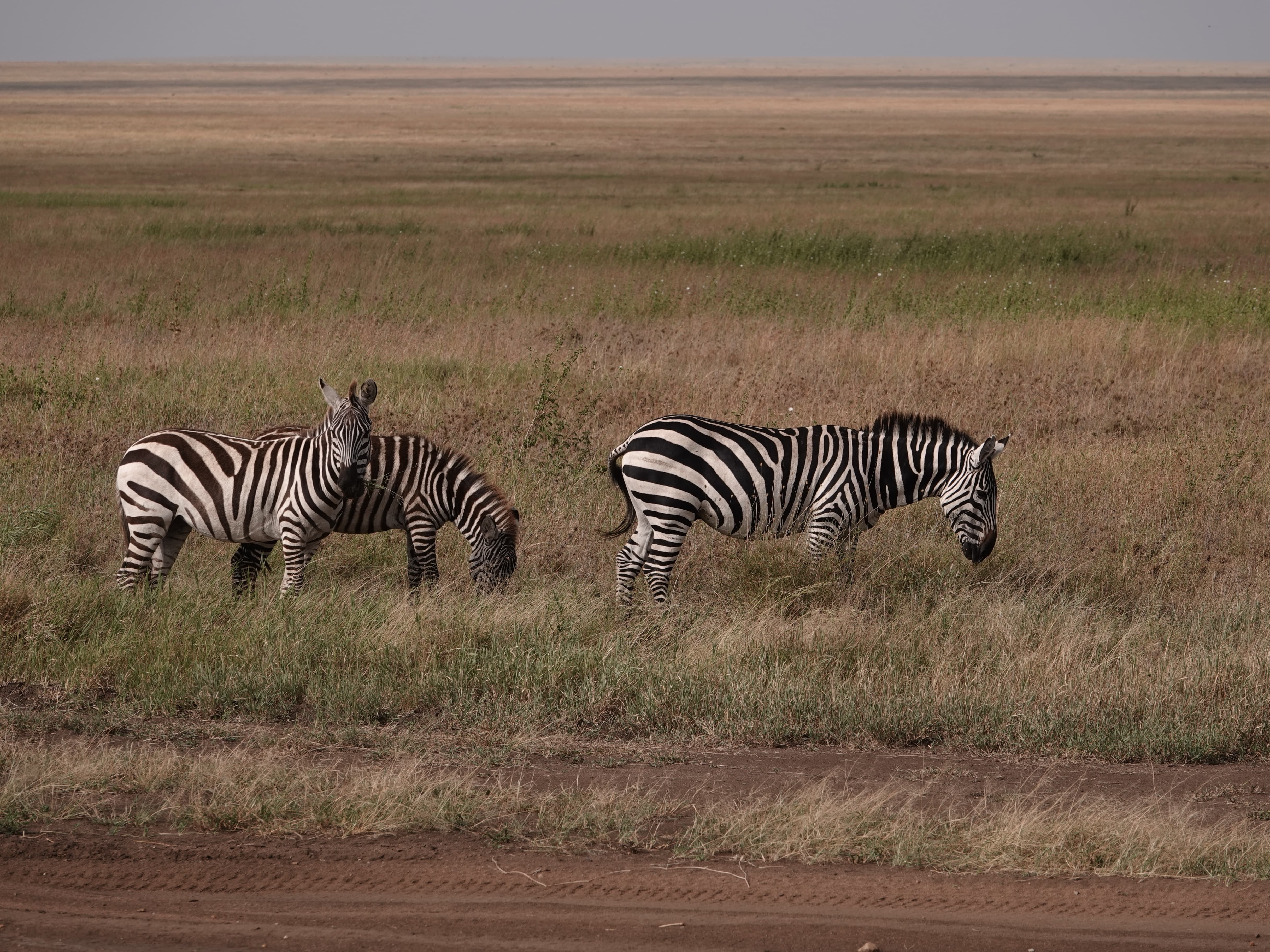 Tanzania 4 Days Budget Safari